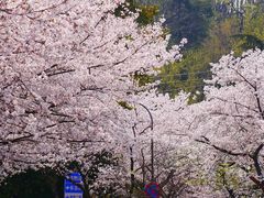 -武汉大学-樱园