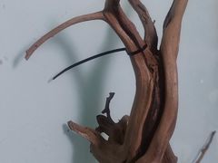 -华声天桥民俗文化园