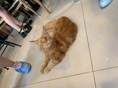 -平行世界·猫咖(首经贸店)