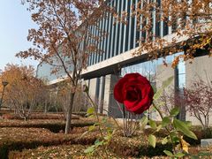 -中央财经大学沙河校区-图书馆