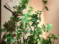 -泰·菩提树下[泰式按摩x精油SPAx肩颈头疗](新景店)