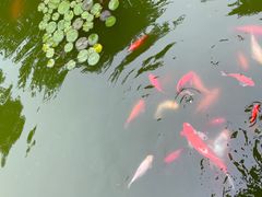 -石老人观光园