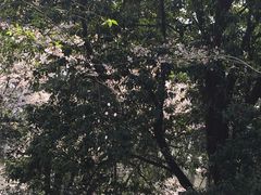 -武汉大学-樱园