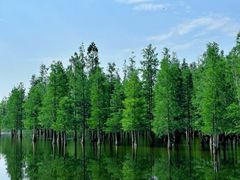 -白鹭湾湿地公园
