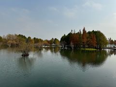 -贡湖湾湿地公园