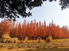 -艾溪湖湿地公园