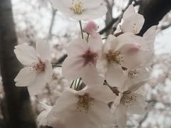 -高东镇樱花园