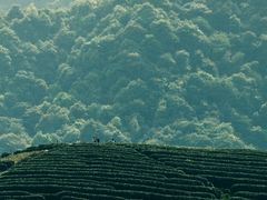 -龙坞茶村
