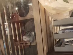 -Mr.Fox狐狸先生超级密室(南山店)