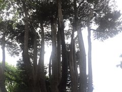 -墨尔本皇家植物园