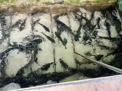 -姥家大锅台水库渔家