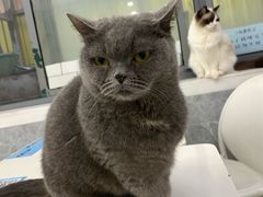 -喵的天空名猫咖啡馆·撸猫·猫舍·用品