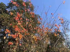 -昆山城市生态森林公园