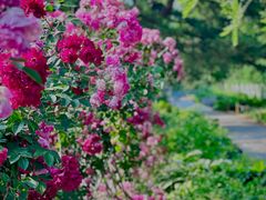 -国家植物园南园