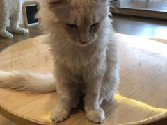 -猫腻·猫咖·撸猫馆(星光大道店)