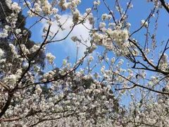 -樱桃山旅游景区