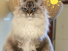-柚子猫舍·精品猫舍购猫·猫咪认养·购宠·宠物店