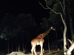 -清迈夜间动物园