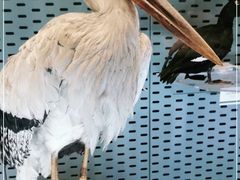 -浙江自然博物院(杭州馆)