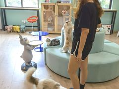 -Bastet sally猫舍购宠(静安店)