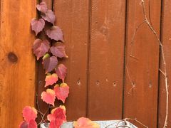 -谷咖啡·鲜花绿植花园餐厅
