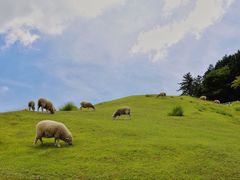 -神户市立六甲山牧场