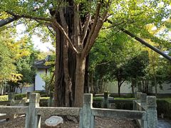 -上海佘山国家森林公园天马山园