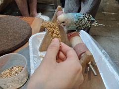 -吉丁鸟咖·异宠·寄养