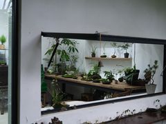-植觉
