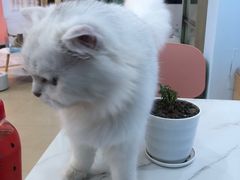 -喵宠乐园·撸猫互动·猫舍