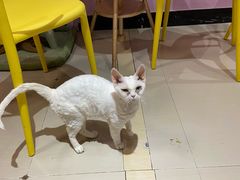 -70cat德文卷毛猫·缅因猫纯种猫舍