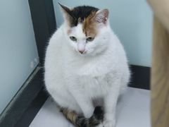 -嘉馨宠物医院·CT影像转诊·心脏科·犬猫全科诊疗中心(下沙大学城院区)
