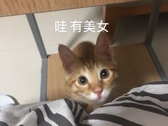 -艾贝尔宠物医院·24H转诊中心·肿瘤猫专科(江宁双龙店)