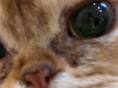 -楼上猫咖(罗湖店)