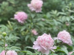-仁和公园(顺义区)