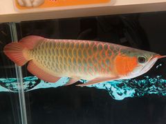 -凤凰路何眼镜香辣蟹(花果园店)