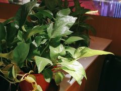 卡座-蜀香三绝·牛蛙·烤鱼·天府炒鸡(安丘泰华店)