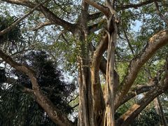 -瑞丽独树成林风景区