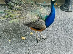 -J Create城市露营咖啡·简餐·宠物(上海动物园店)