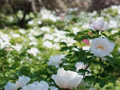 -洛阳市隋唐城遗址植物园