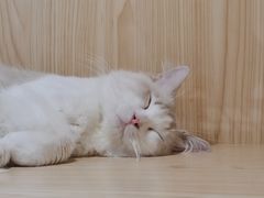 -屋虎猫馆(宝安大仟里店)