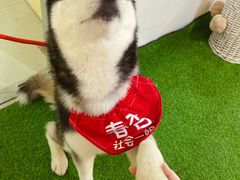 -Husky Go! 哈士奇体验馆·宠物咖啡厅狗咖
