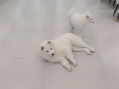 -安格丽娜·狗咖·猫咖羊驼咖(春熙路百盛商场店)