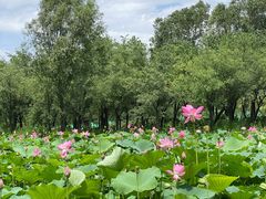 -东郊湿地公园
