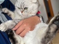-灵美宠物诊所