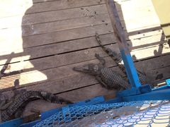 -洞里萨湖