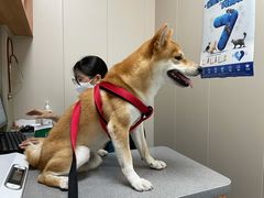 -创凡宠物医院·骨专科  猫科中心(西乡分院)