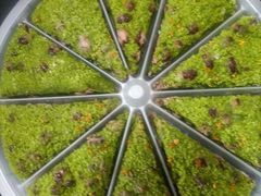 -蟹天蟹地农家菜·阳澄湖大闸蟹(浅水湾店)