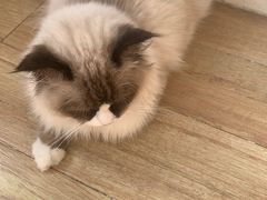 -爱侣宠医·鹦鹉专科·小型哺乳类·异宠专科(灵石路店)