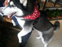 -桂林市花鸟市场